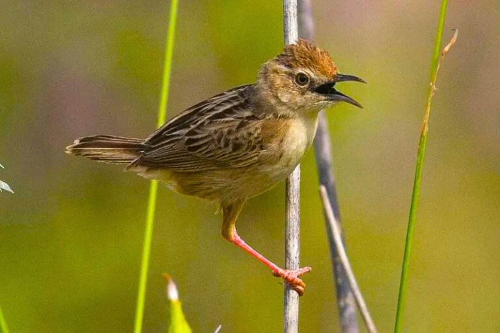 Zitting Cisticola