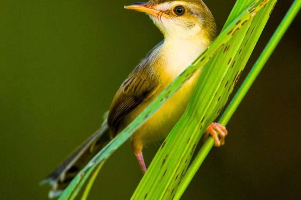 Plain Prinia
