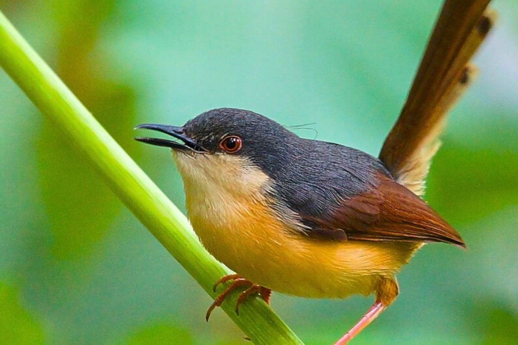 Ashy Prinia