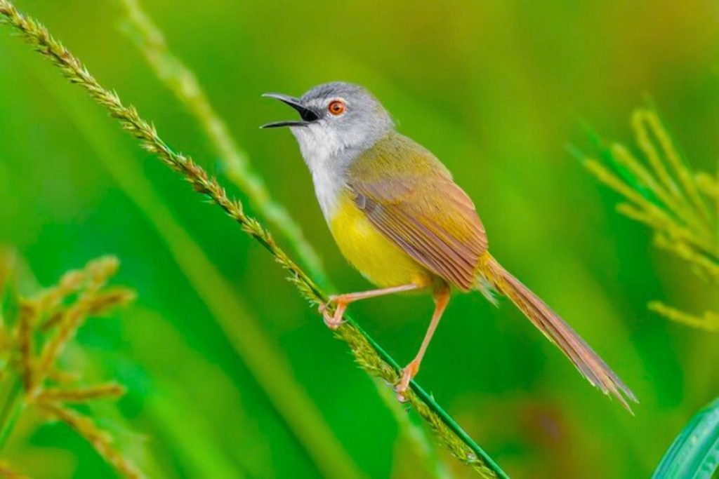 Yellow-bellied Prinia