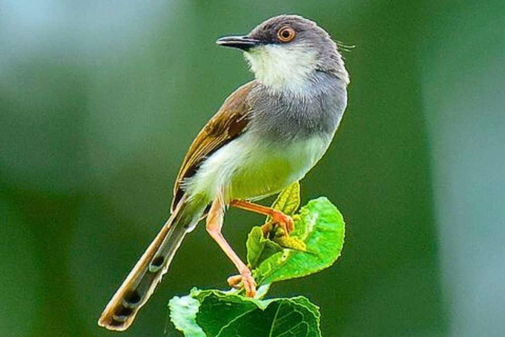 Grey-breasted Prinia