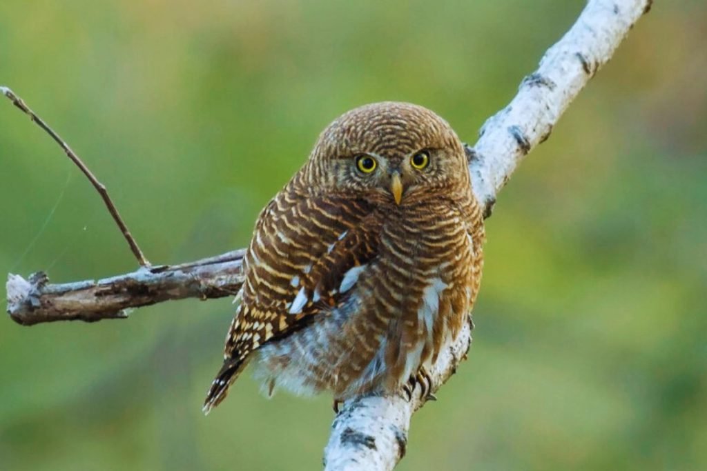 Asian Barred Owlet 