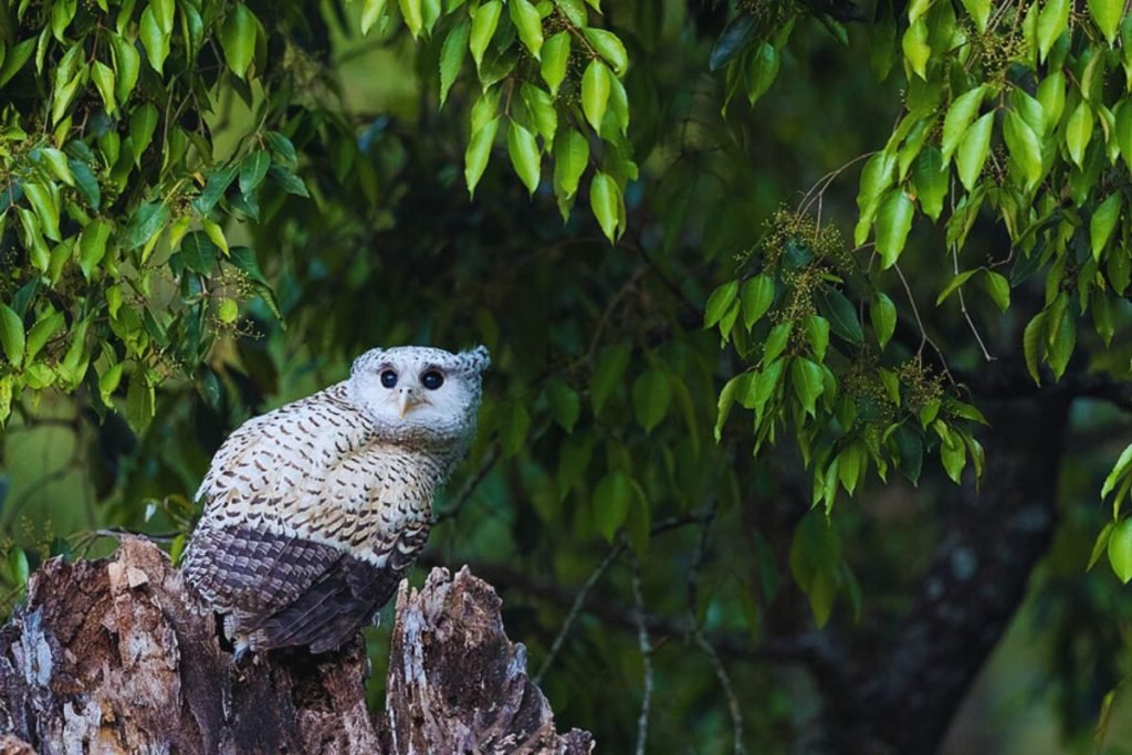 Spot-bellied eagle owl