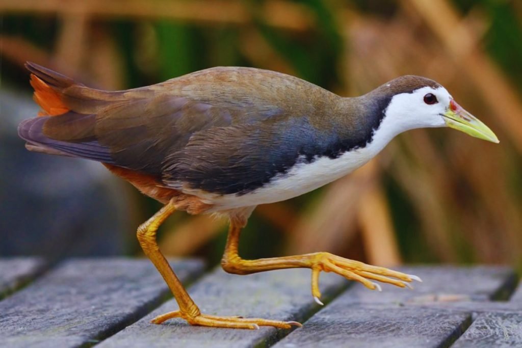 Waterhen