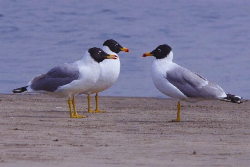 Pallas's Gull