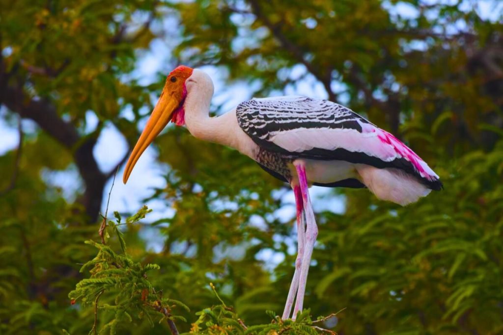 Painted Stork in Rajaji National Park