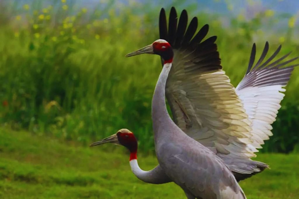 Sarus Cranes