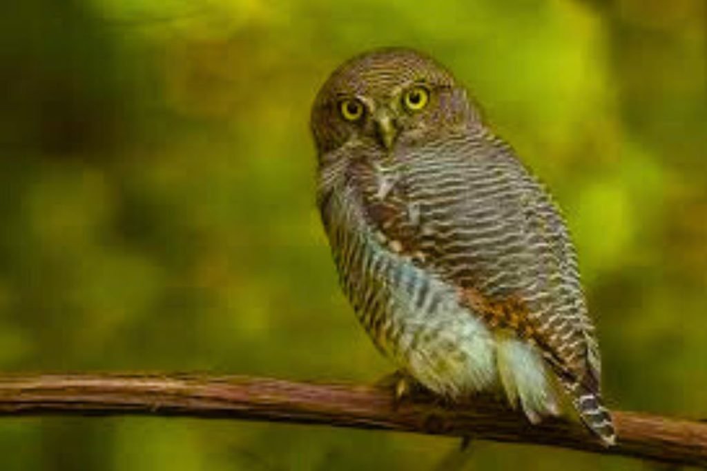 Jungle Owlet in Rajaji National Park