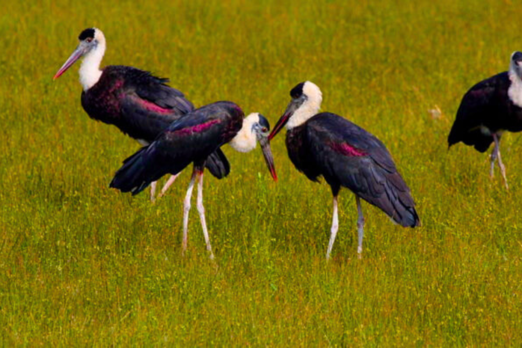 Asian Woolly-necked Stork