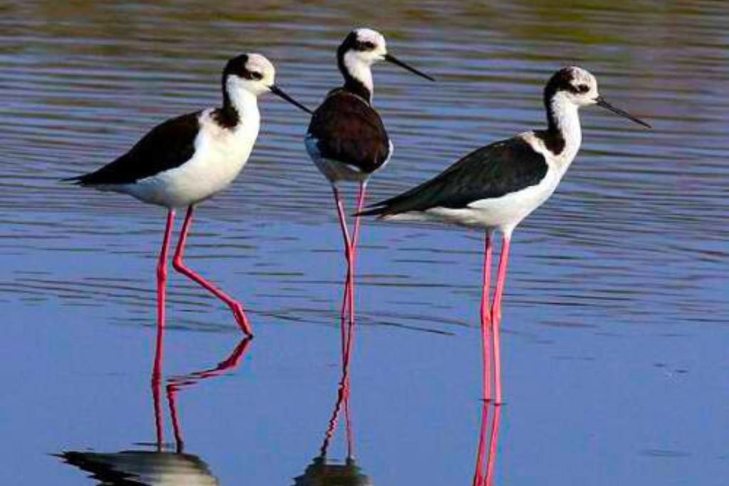 Black-winged Stilts
