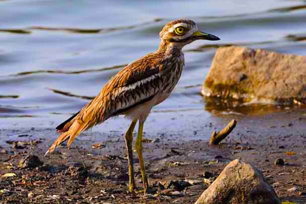 Indian Thick-knee