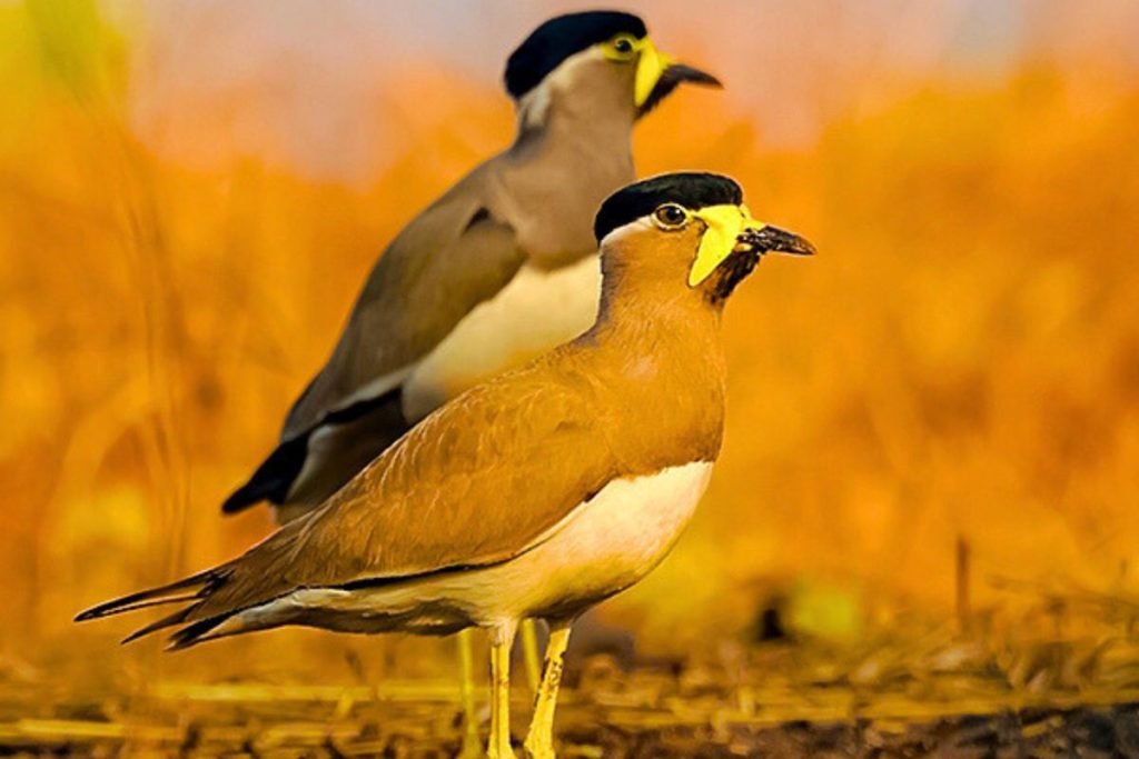 Yellow-wattled Lapwing 