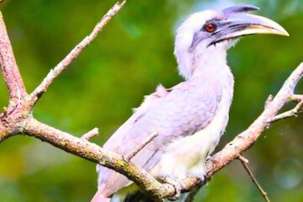 Indian Grey Hornbill