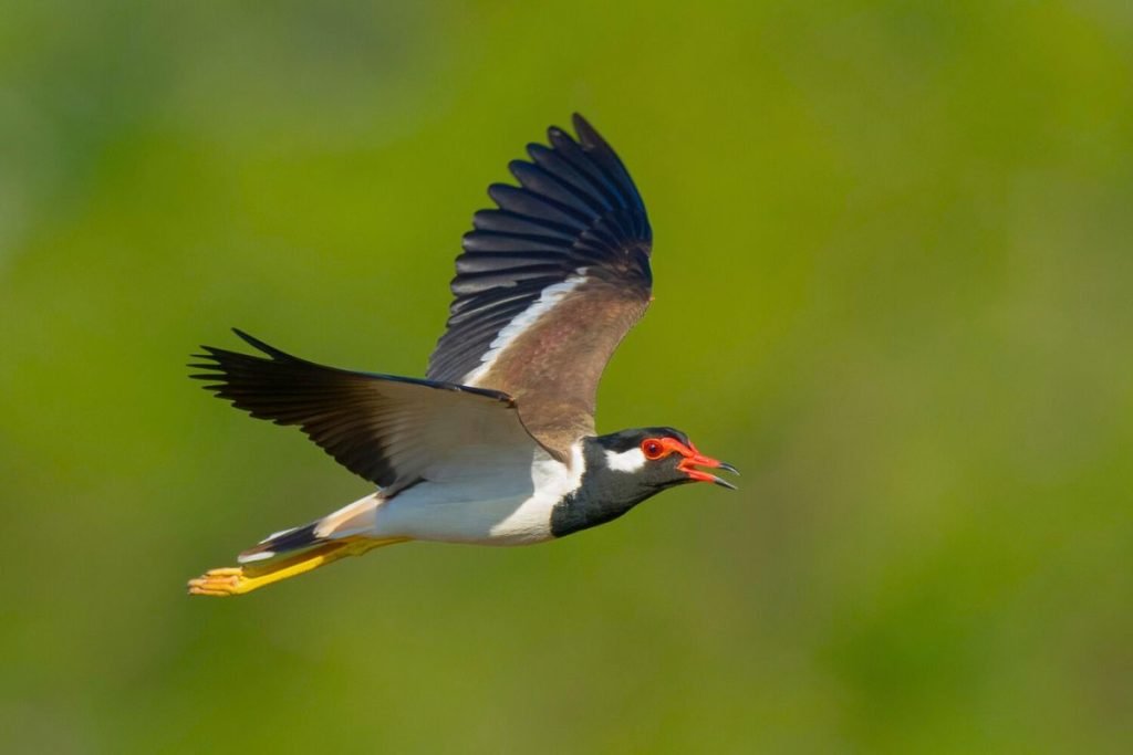 Red-wattled Lapwings