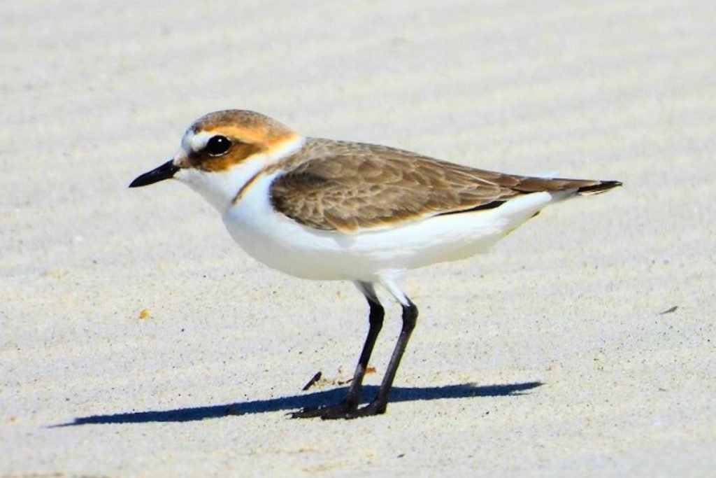 Kentish Plover in Rajaji National Park
