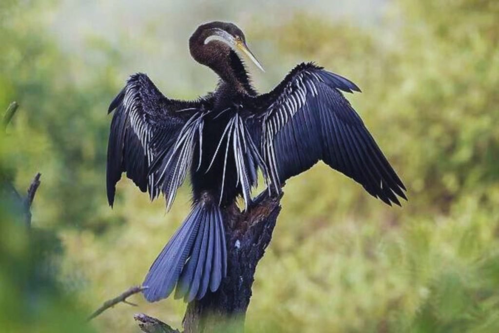 Oriental Darter