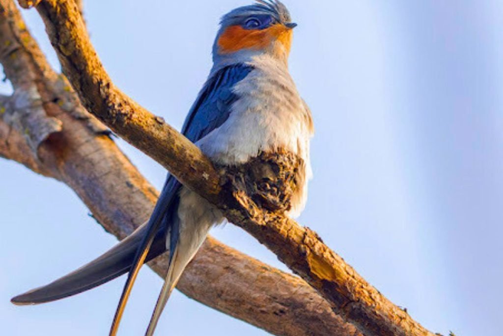 Crested Treeswift