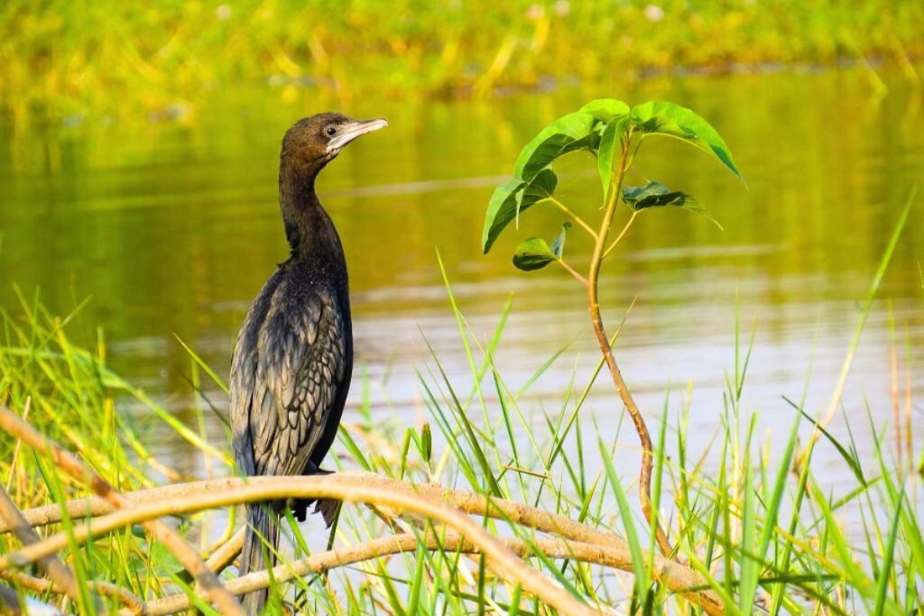 Little Cormorants in Rajaji National Park