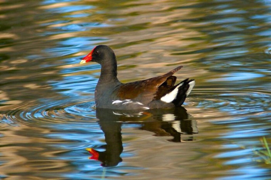 Rails, gallinules, and allies