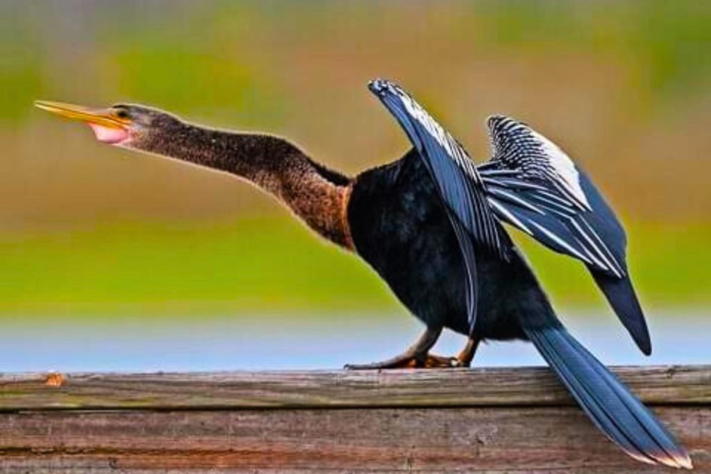 cormorants and anhingas