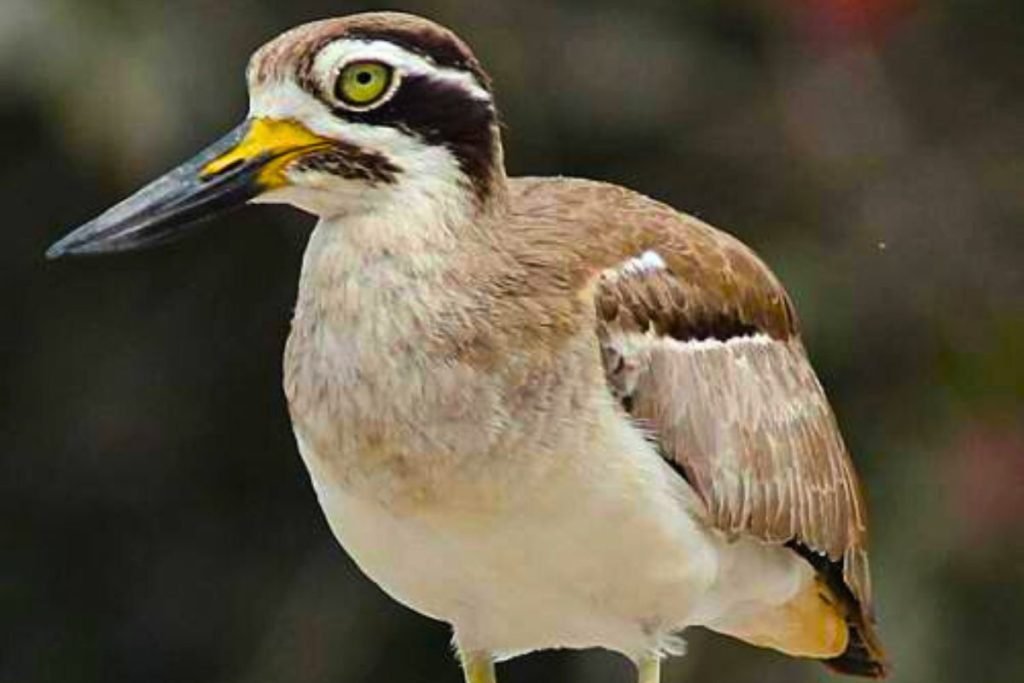Great Thick-knee