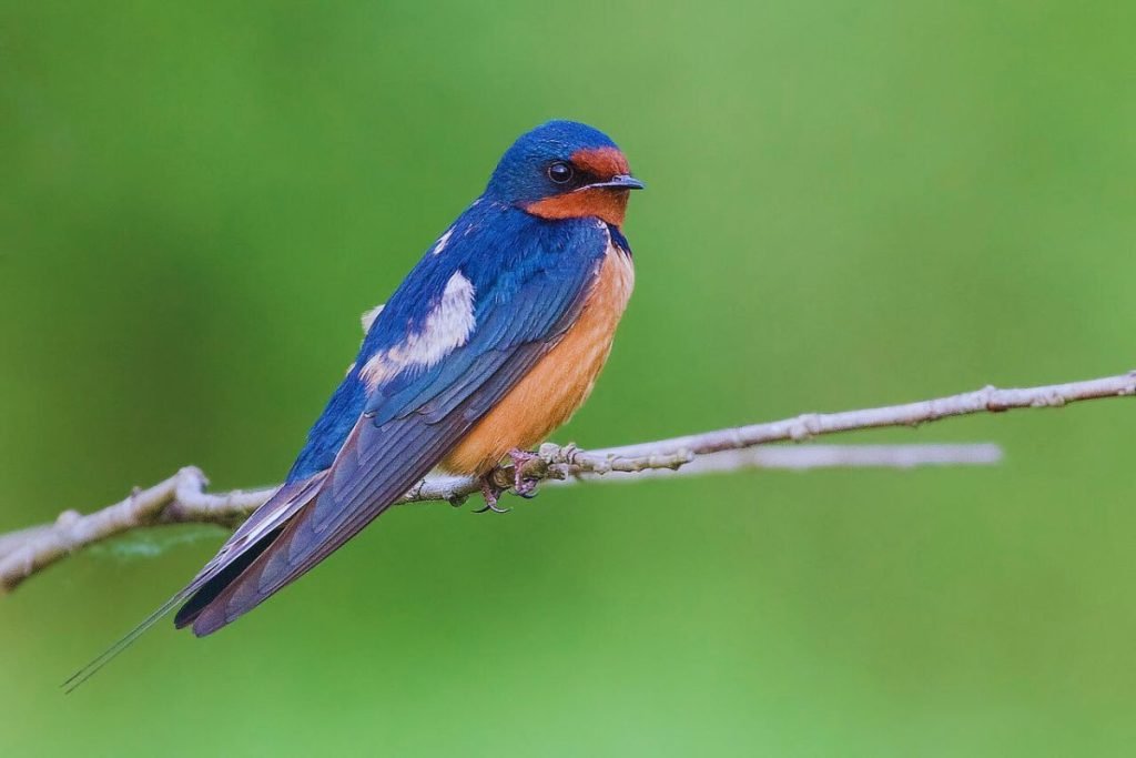 Barn Swallow