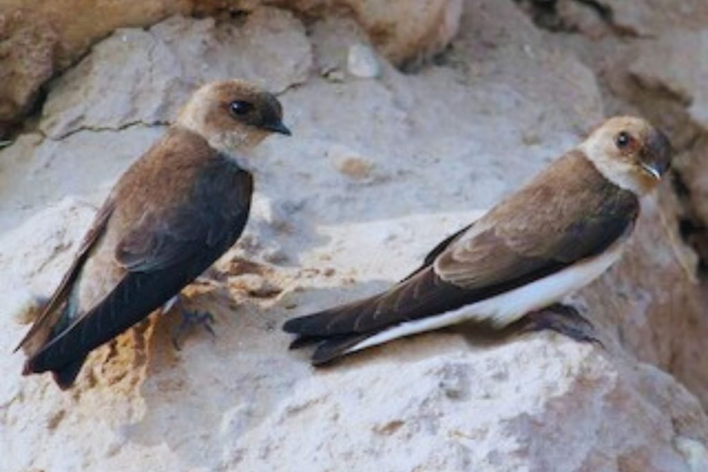 Pale Martin