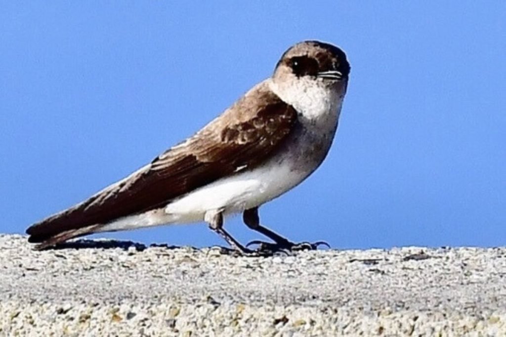 Grey-throated Martin