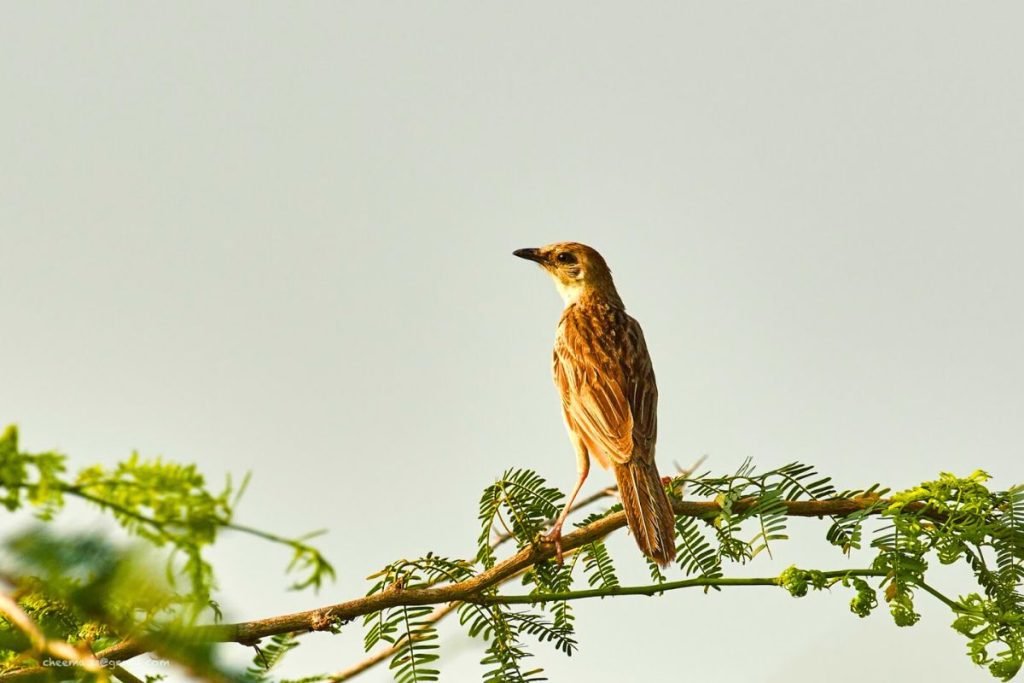 Bristled Grassbird