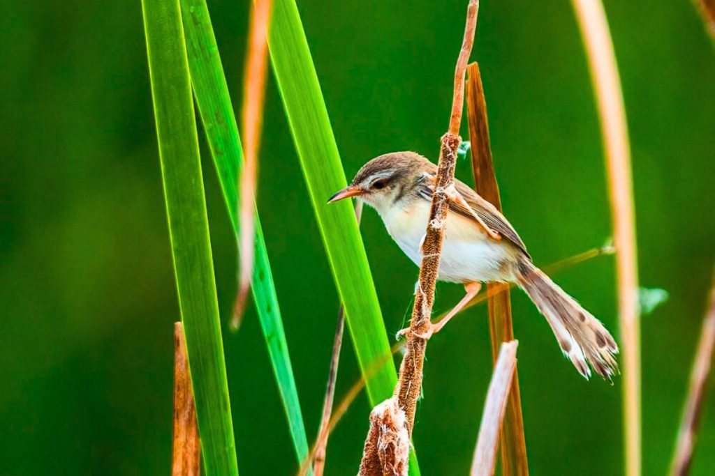 Plain Prinia
