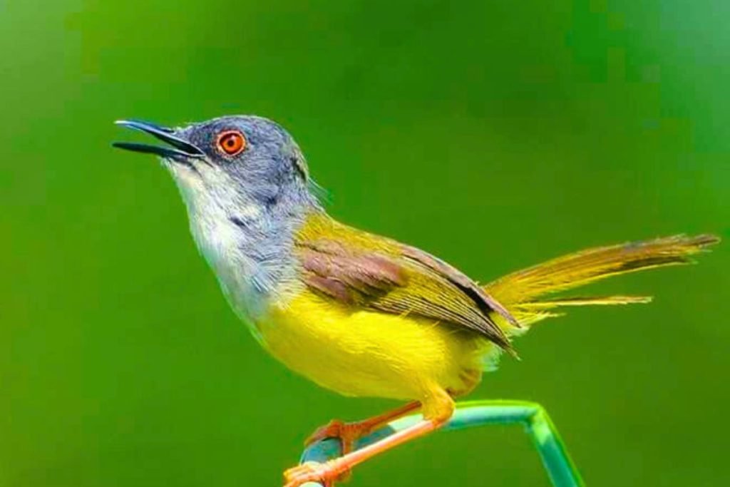 Yellow-bellied Prinia