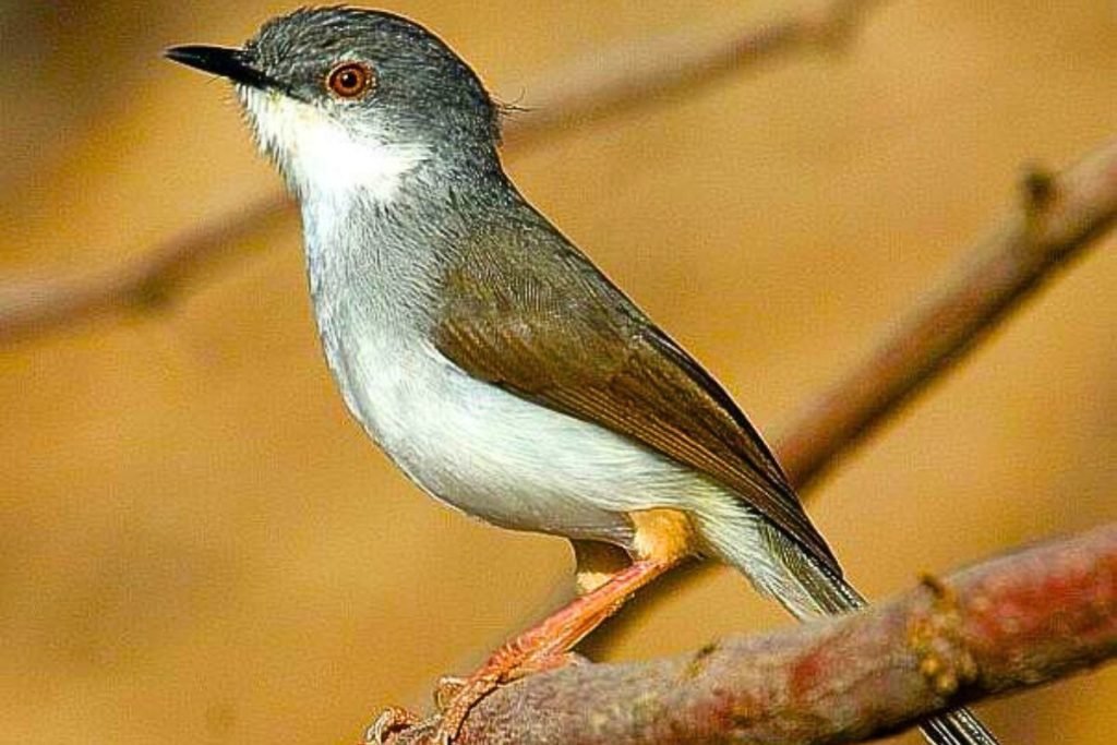 Grey-breasted Prinia