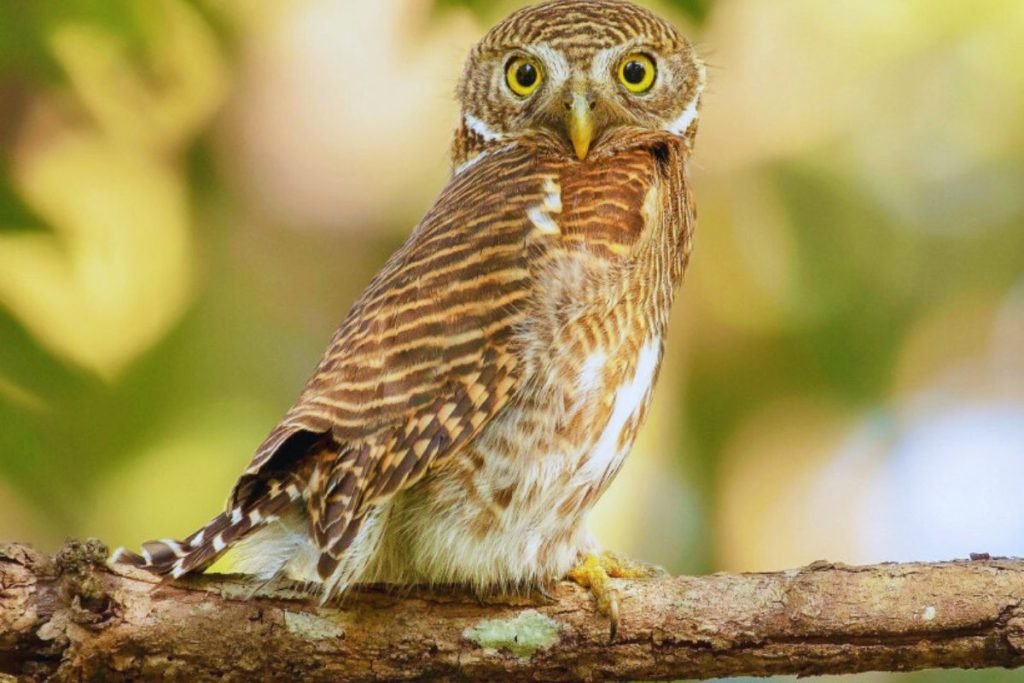 Asian Barred Owlet 