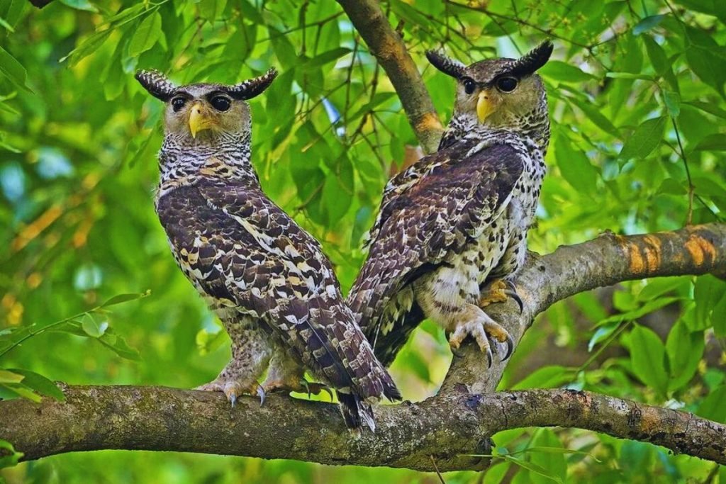 Spot-bellied eagle owl