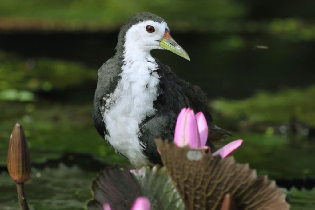 White-breasted Waterhen