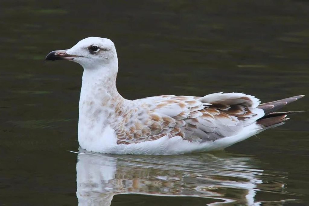 Pallas Gull