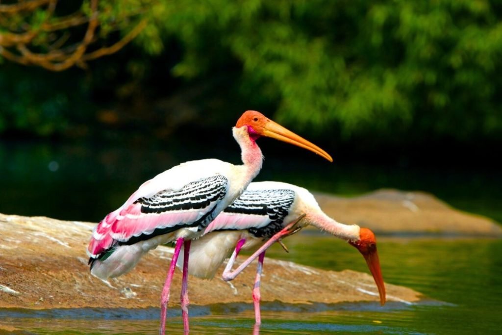 Painted Stork in Rajaji National Park