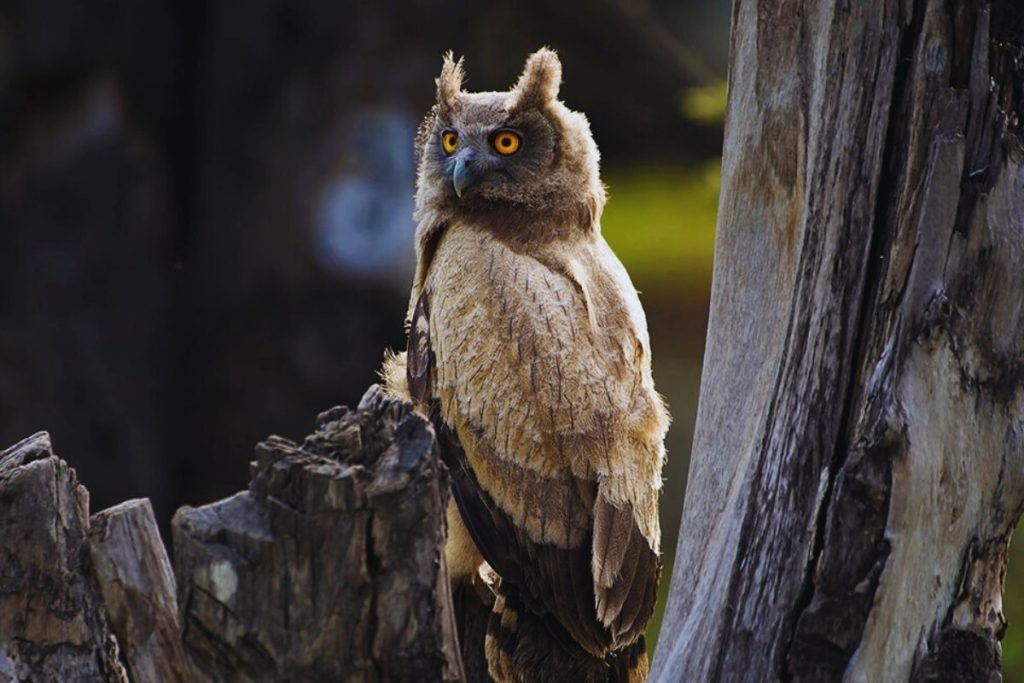Dusky Eagle-Owl