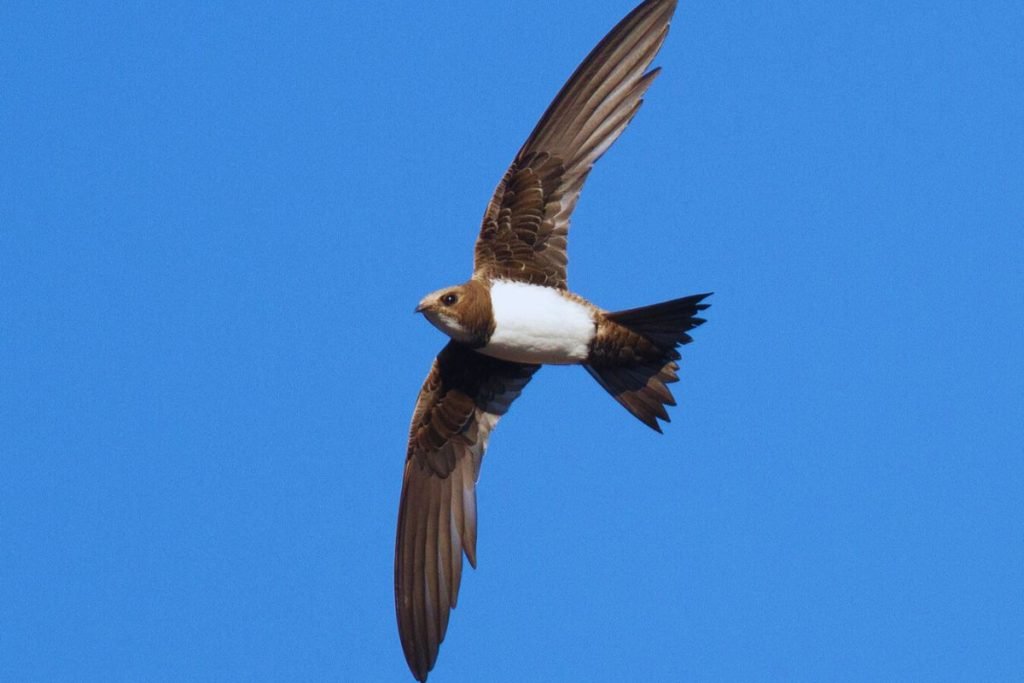 Alpine Swift