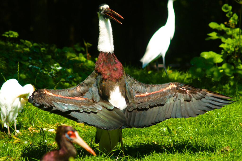 Asian Woolly-necked Stork