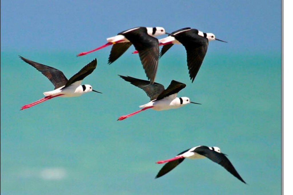 Black-winged Stilts