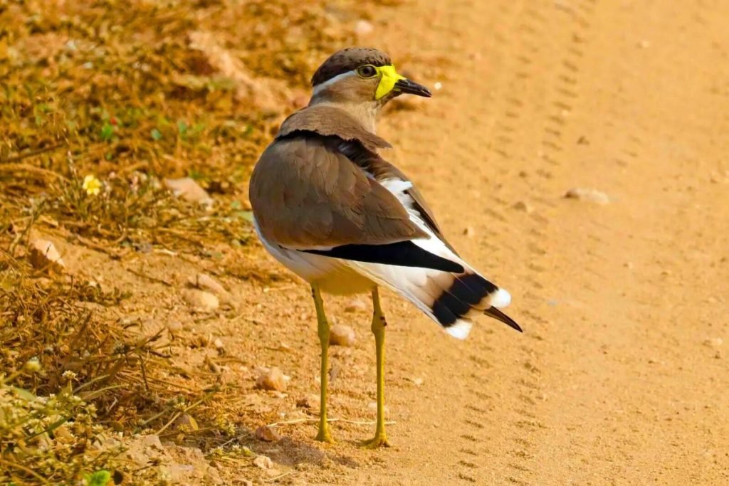 Yellow-wattled Lapwing 