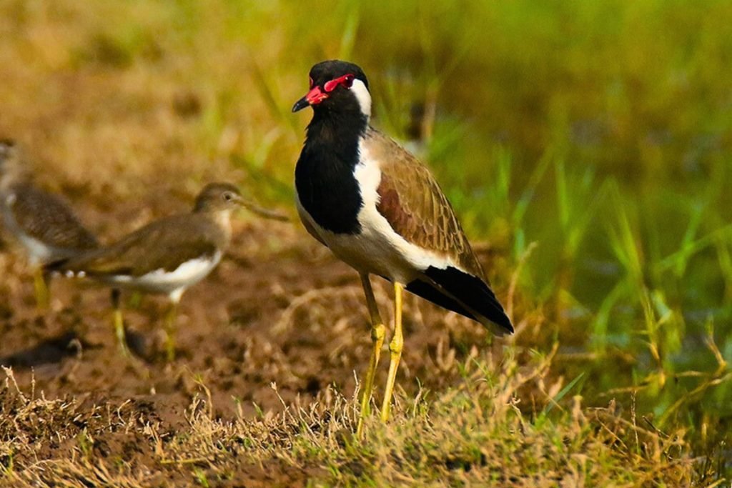 Red-wattled Lapwings