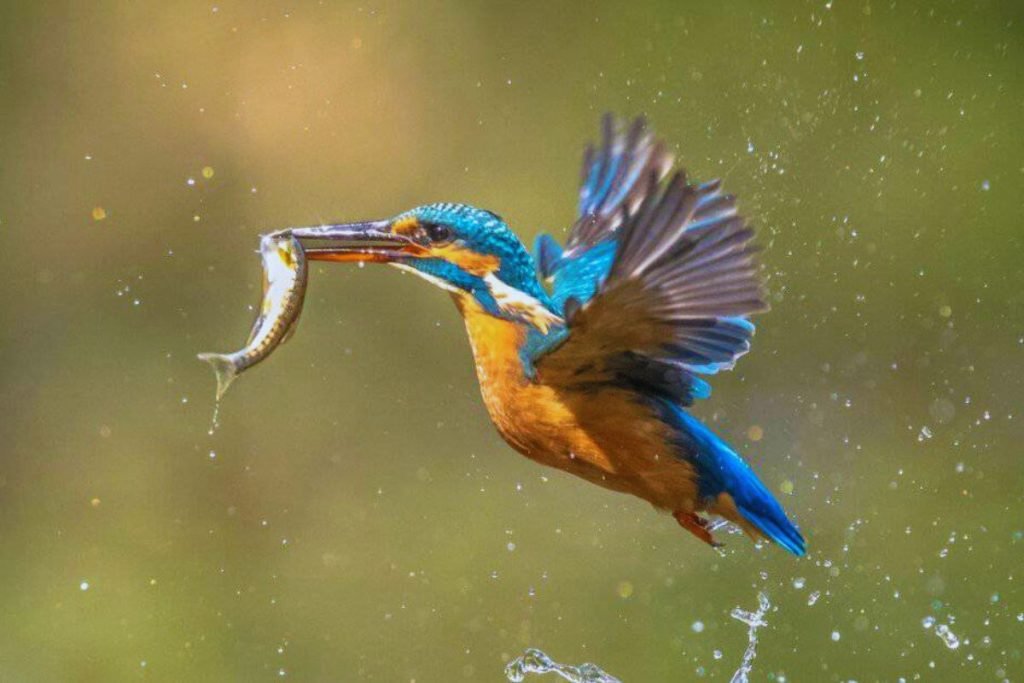 Common Kingfisher