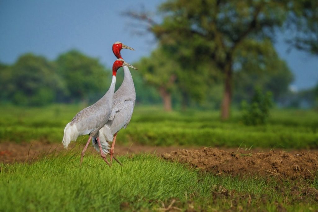 Sarus Cranes