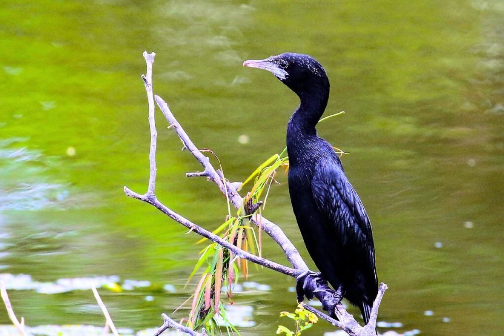Little Cormorants in Rajaji National Park