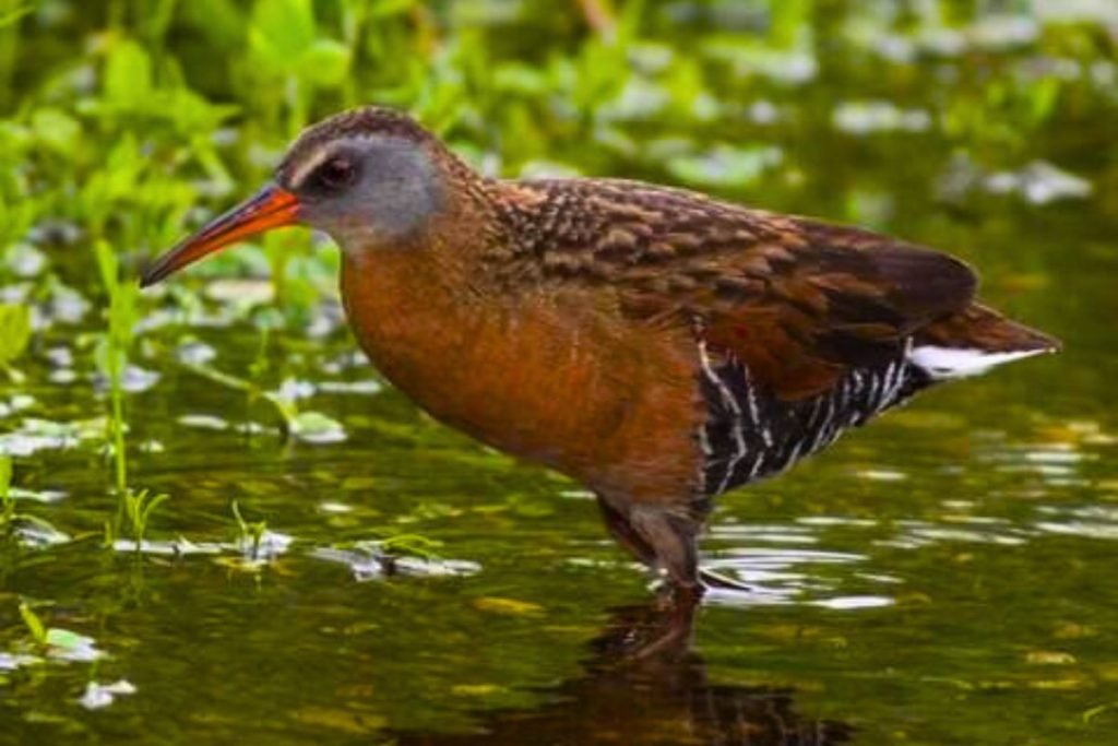 Rails, gallinules, and allies
