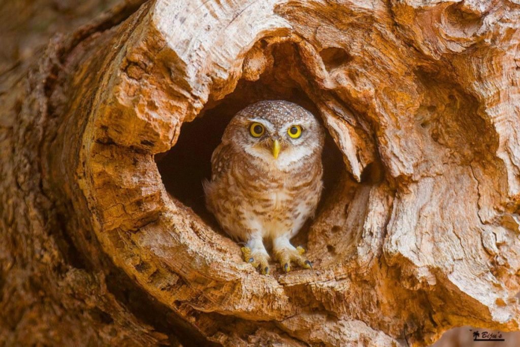 Spotted Owlet (Athene brama) in Rajaji National Park