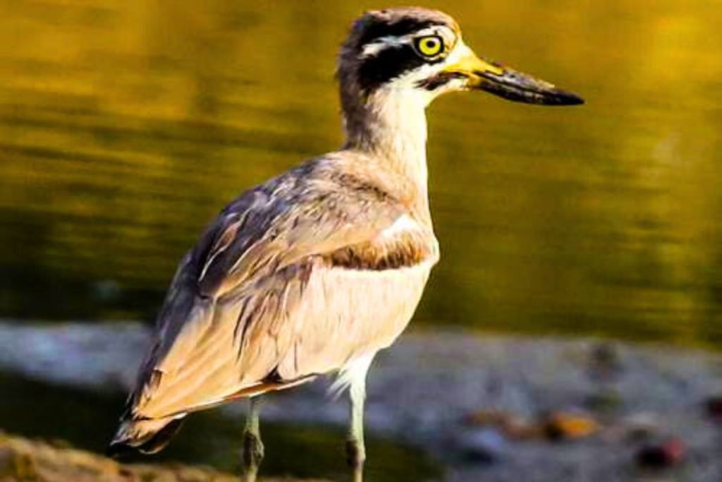 Great Thick-knee