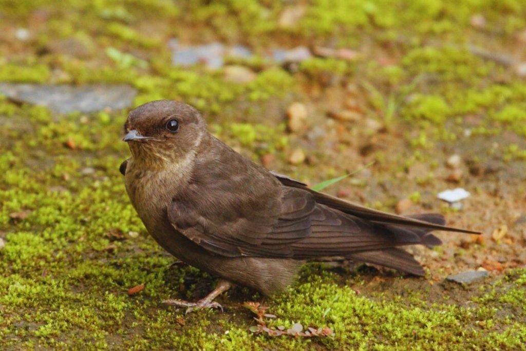 Dusky Crag-Martin